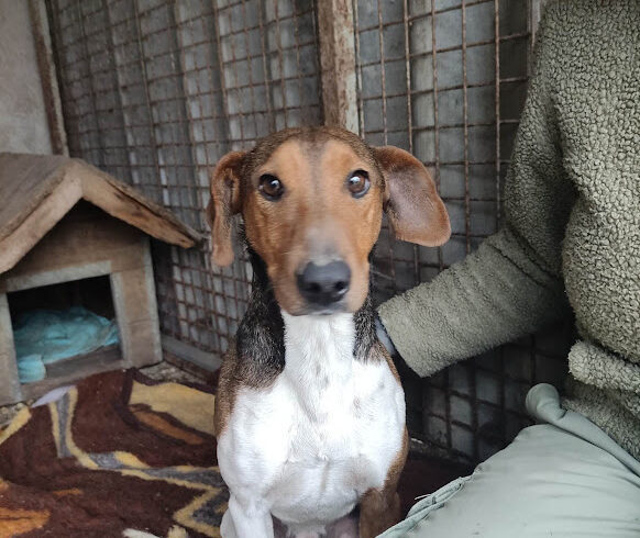 Maxi 3 -Notfall – vermittelt in Ungarn