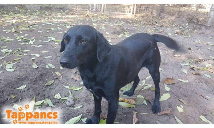 Elza 2 ♥ vermittelt an „Nothilfe für Hunde“ in Österreich ♥