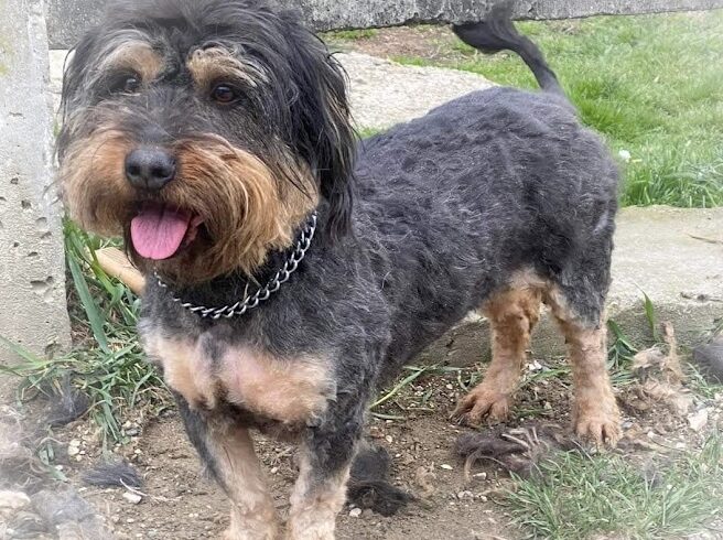 Picur 11 !Transportpaten gesucht ! ++ vermittelt ++ 02/2024