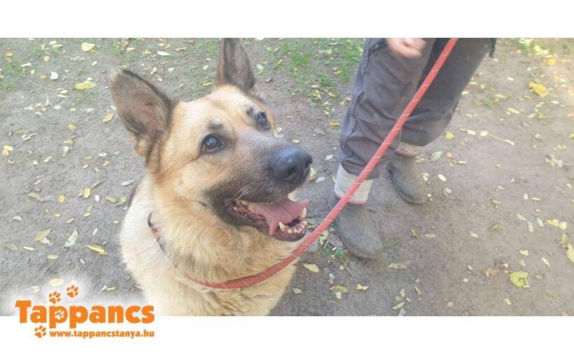 Zsófi 3 ♥ vermittelt an „Nothilfe für Hunde“ in Österreich