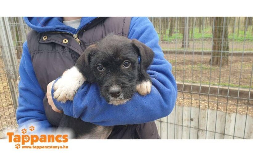 Zsombor – vorreserviert für „Nothilfe für Hunde“ in Österreich