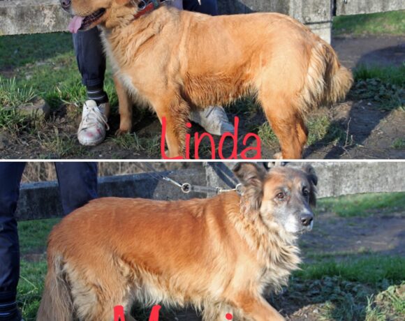 Maci und Linda ! Transportpaten gesucht ! vermittelt ! -> 02-2024
