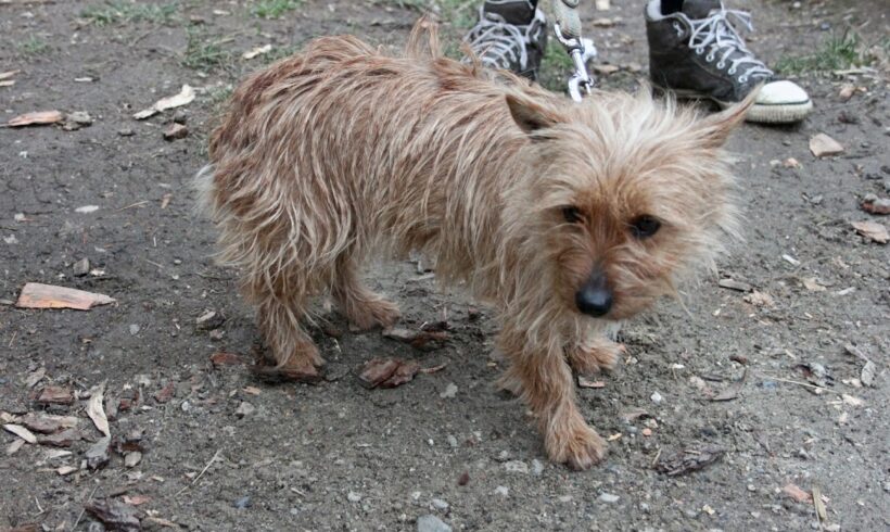 Elza 4 ♥vermittelt an Viva la Hund♥ Reisetermin: 25.02.23 – Transportpate gefunden, Danke der Reitanlage in Angern :-*