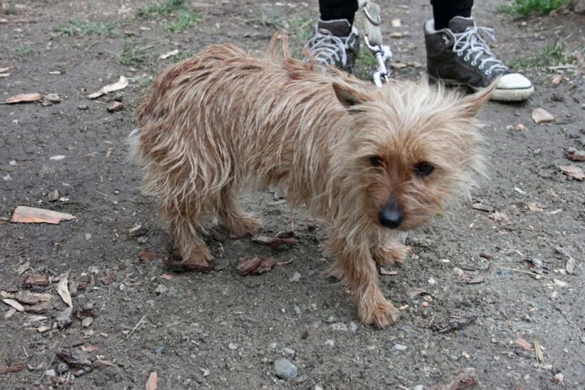 Elza 4 ♥vermittelt an Viva la Hund♥ Reisetermin: 25.02.23 – Transportpate gefunden, Danke der Reitanlage in Angern :-*