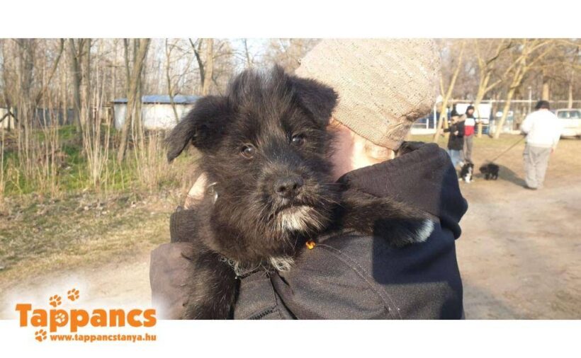 Akac 2  ♥ vermittelt an „Nothilfe für Hunde“ in Österreich ♥