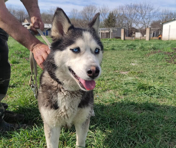 Lea 3 ♥ vermittelt nach Schweden ♥ (reist im Juli 2023)