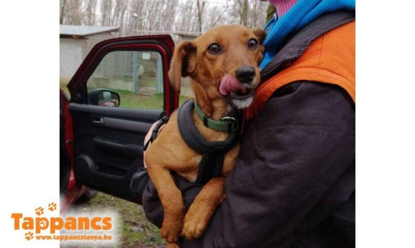 Lindi ♥ vermittelt in Ungarn ♥