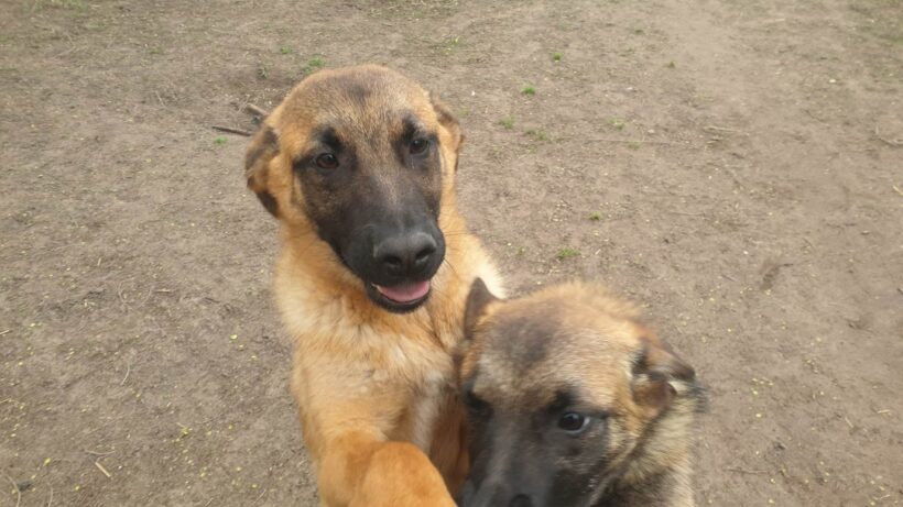Zala ♥ vermittelt an „Nothilfe für Hunde“ in Österreich ♥