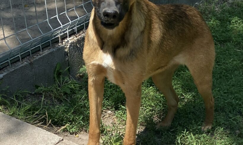 Zita ♥ zieht am 13.01.2024 auf Pflegestelle nach 91058 Erlangen ♥ vermittelt ♥