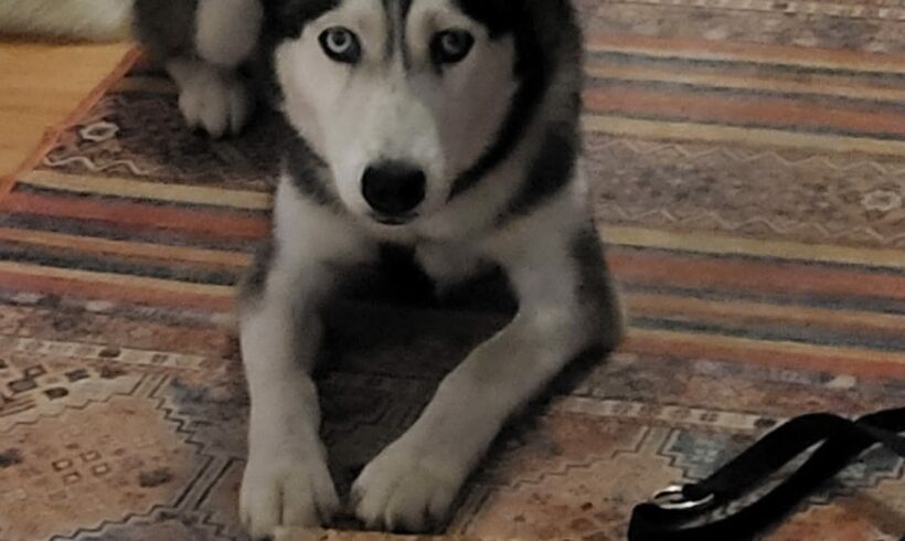 Lia 3 ♥ vermittelt ♥