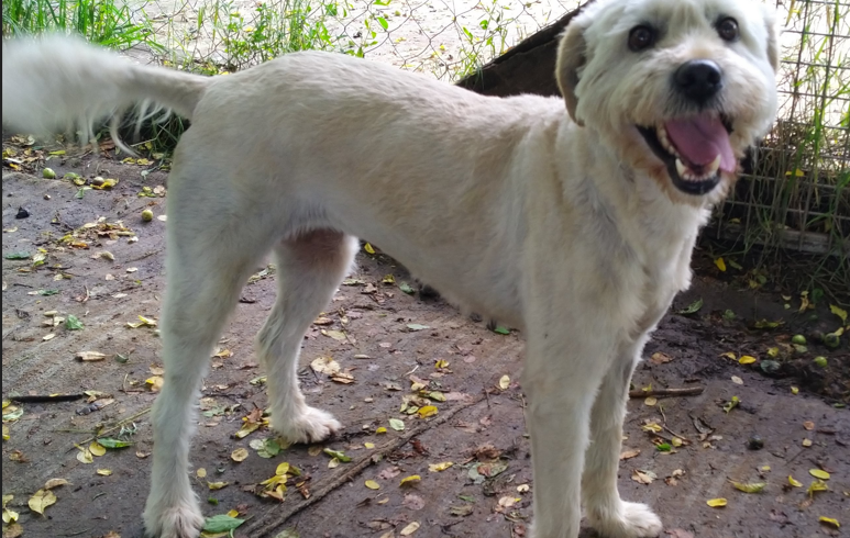 FELHÖ +++ vermittelt an Nothilfe für Hunde +++