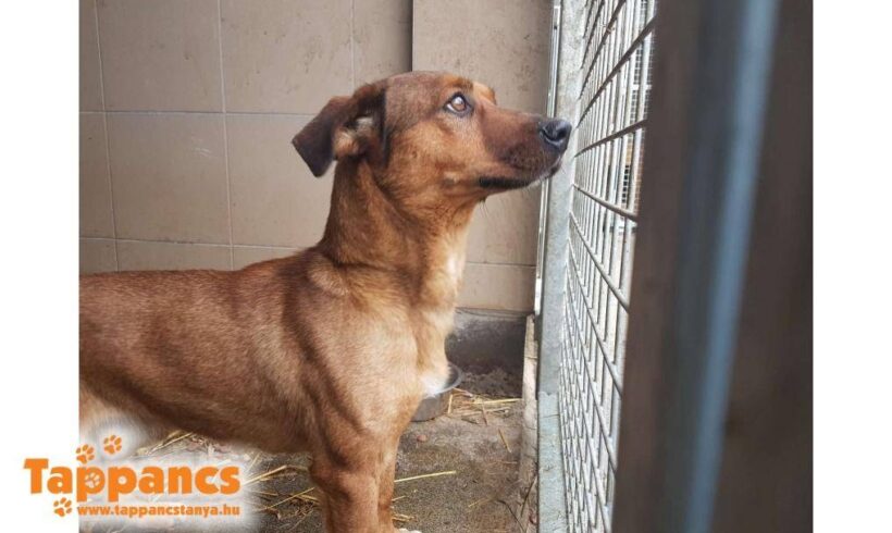 Karamell 2 ♥ vermittelt ♥