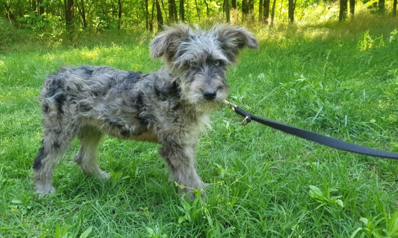 Jenke ♥ zieht am 15.07. auf Pflegestelle in 66773 Hülzweiler ♥ vermittelt ♥