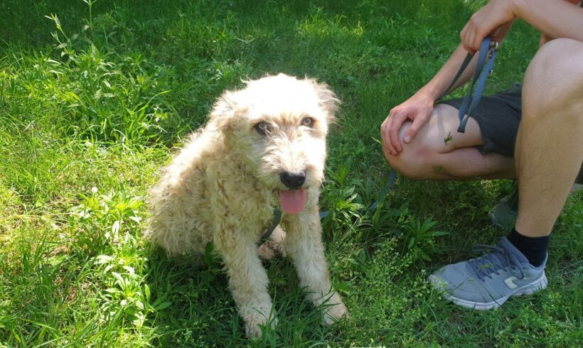 Jampec ♥ vermittelt an „Nothilfe für Hunde“ in Österreich ♥