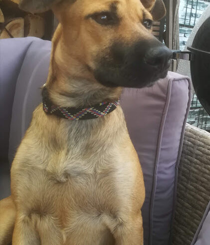 KIRI ♥ Auf Pflegestelle in 66773 Hülzweiler ♥ vermittelt ♥