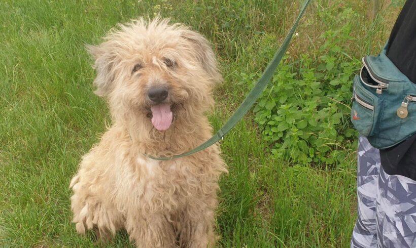 Vicuska – leider im Tierheim Verstorben :-(((