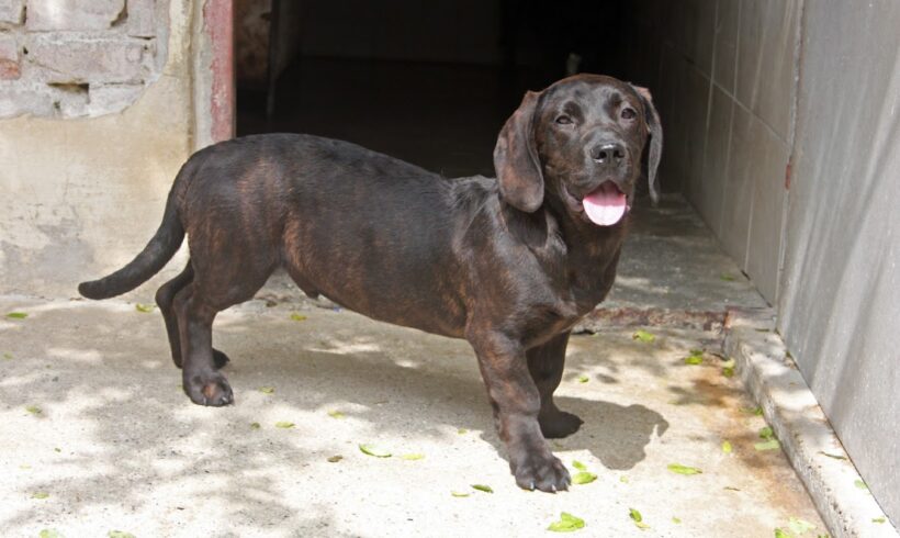 Darnell •vermittelt•