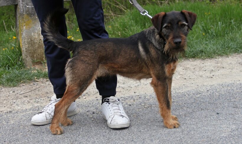 Dömötör +++vermittelt in Ungarn+++