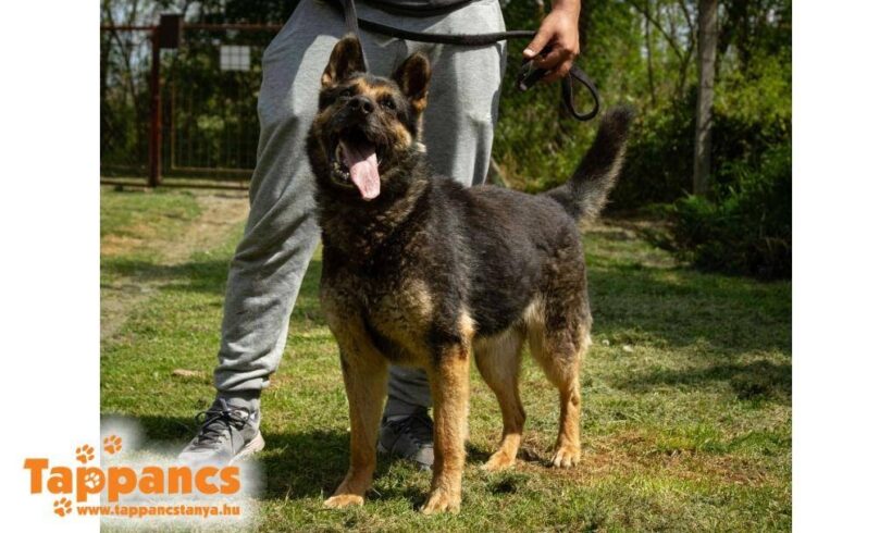 Jessie ♥ vermittelt ♥