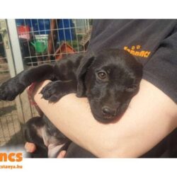 Sarolt ♥ vermittelt an „Nothilfe für Hund“ in Österreich ♥