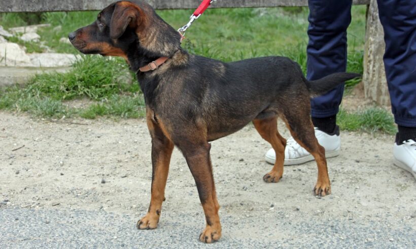 Stella 2 +++vermittelt in Ungarn+++