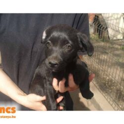 Sudar ♥ vermittelt an „Nothilfe für Hund“ in Österreich ♥