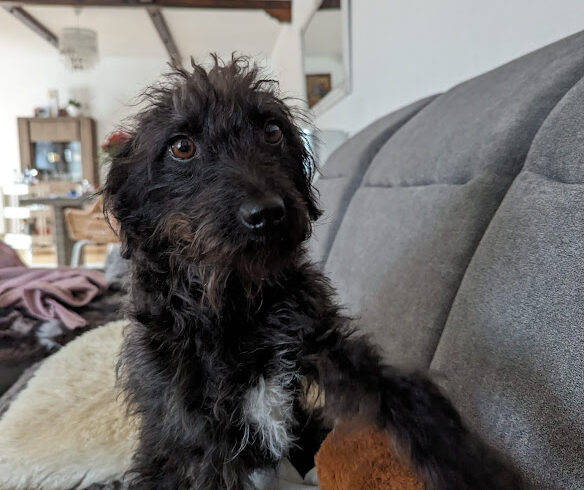 Cidri ♥ Auf Pflegestelle in 07366 Rosenthal am Rennsteig♥vermittelt ♥