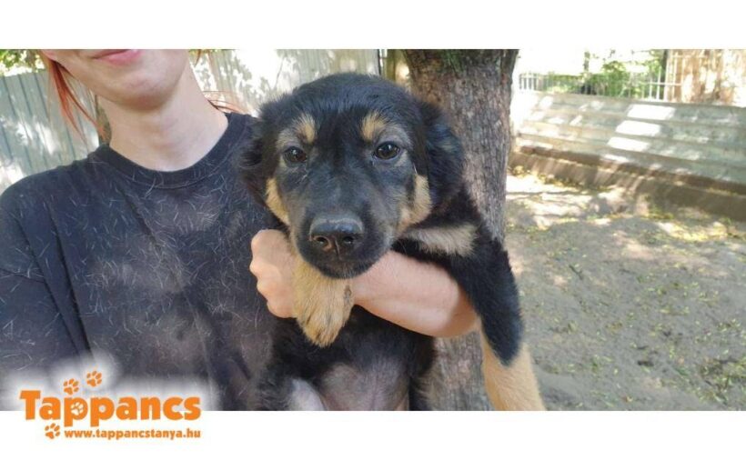 Aldas   ♥ vermittelt an “ Nothilfe für Hunde“ in Österreich ♥