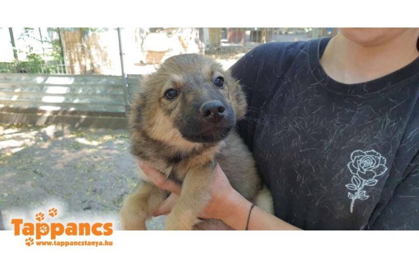 Aporka ♥ vermittelt an “ Nothilfe für Hunde“ in Österreich ♥