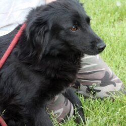 Bundas 6 +++vermittelt an Nothilfe für Hunde in Österreich+++