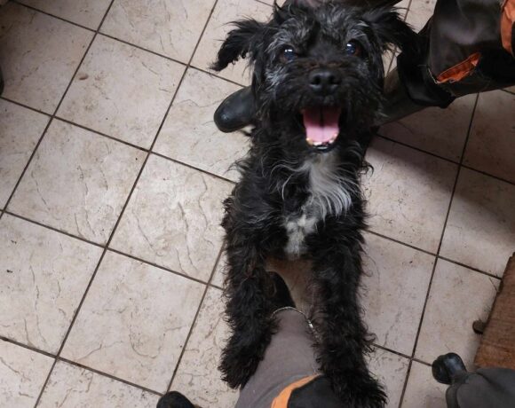 Lady 8 ♥ vermittelt ♥ Transportpaten zum 01.03. gesucht