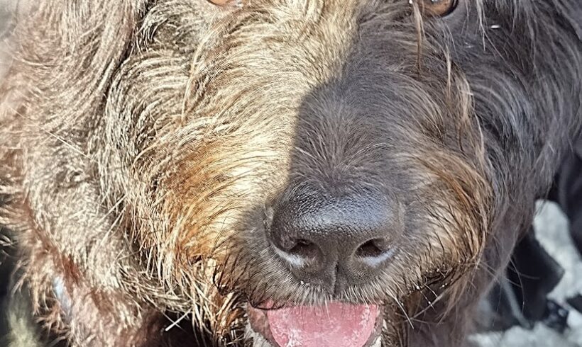 Lajos auf PS in 70329 Stuttgart ♥ vermittelt ♥