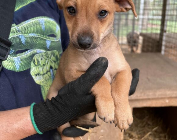 Lilliput ♥ vermittelt an Vivalahund e.V. ♥ sie sucht zum 25.11. 23 Transportpaten ♥