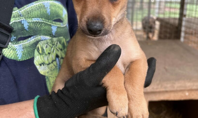 Lilliput ♥ vermittelt an Vivalahund e.V. ♥ sie sucht zum 25.11. 23 Transportpaten ♥