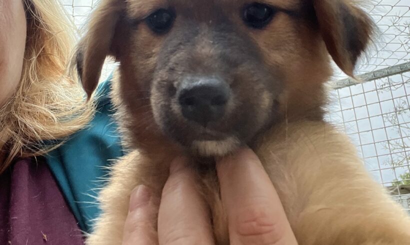 Lilu 3 ♥ vermittelt ♥