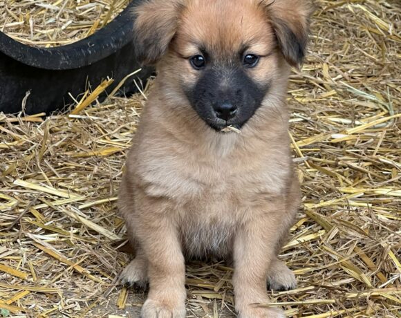 Lara 4 ♥ vermittelt an Vivalahund e.V. ♥ sie sucht zum 25.11. 23 Transportpaten ♥