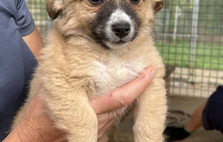 Lime ♥ vermittelt ♥