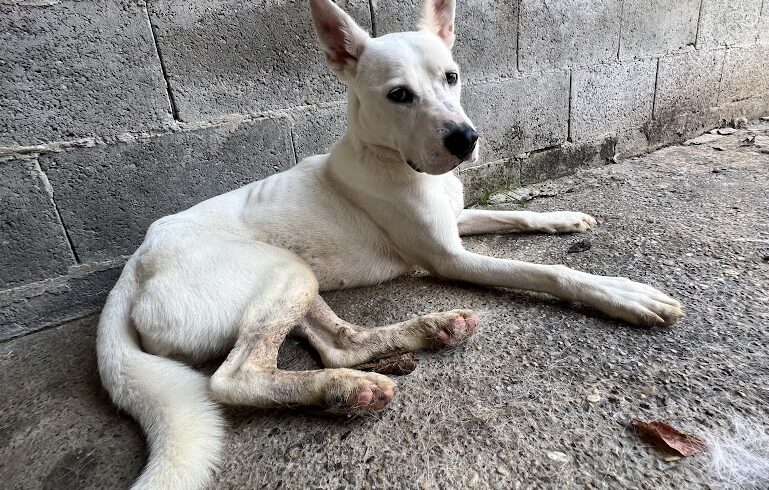 Szuzy +++vermittelt+++