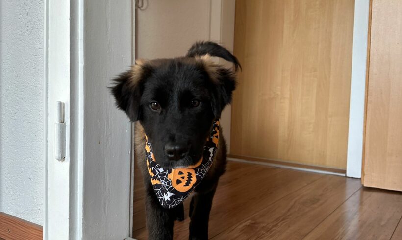 Tequila 3 ♥ reist am 21.10. auf PS nach 38300 ♥ vermittelt ♥