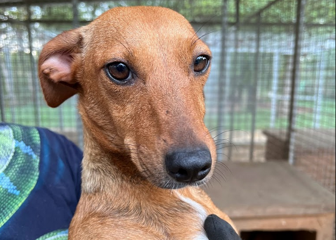 Liza 12 +++vermittelt+++