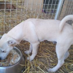 Pipp ♥ vermittelt an „Nothilfe für Hunde“ in Österreich  ♥