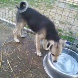 Polly 5  ♥ vermittelt an „Nothilfe für Hunde“ in Österreich  ♥