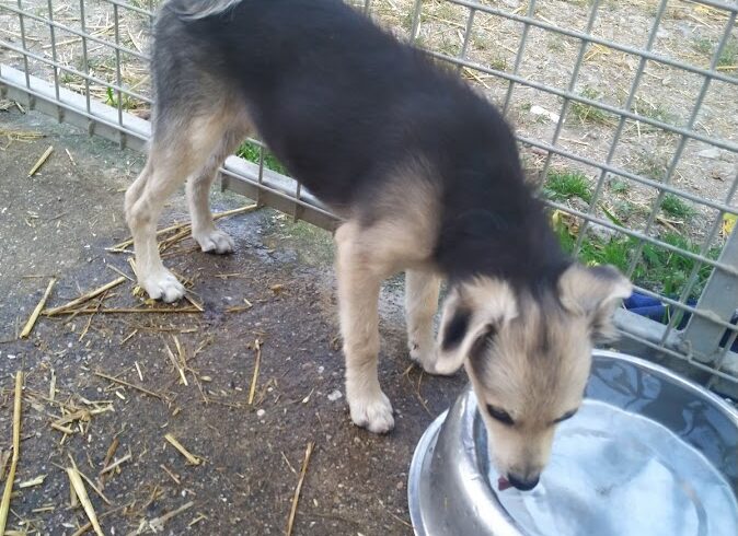 Polly 5  ♥ vermittelt an „Nothilfe für Hunde“ in Österreich  ♥