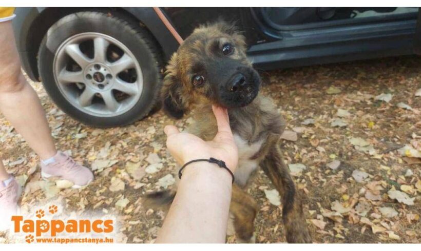 Suti  ♥ vermittelt an “ Nothilfe für Hunde“ in Österreich ♥