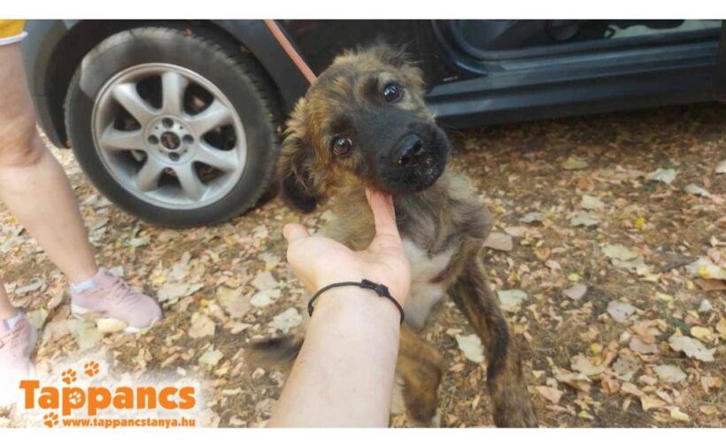 Suti  ♥ vermittelt an “ Nothilfe für Hunde“ in Österreich ♥