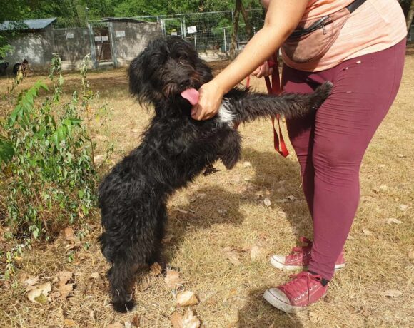 Kormi 9 ♥ RT: 16.12. Tierhilfe Franken e.V. 1/2 Transportpate Fr. F. Schoeps ♥