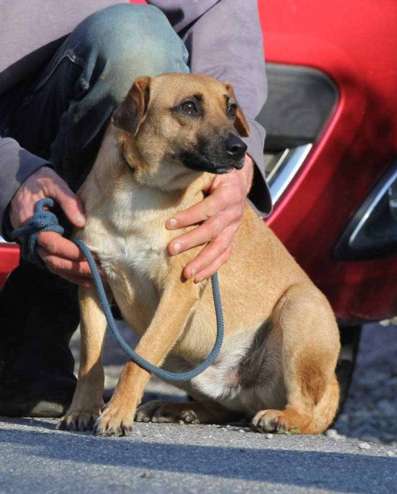 Mandula 2 +++vermittelt+++