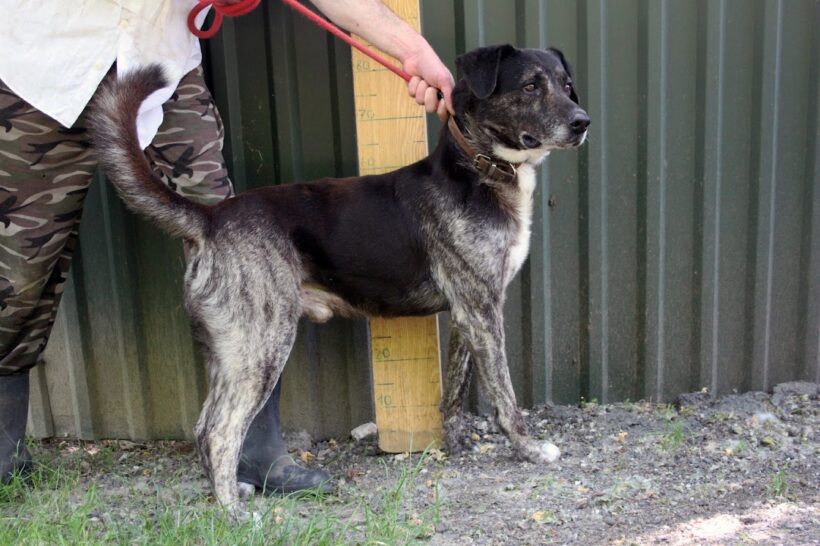 Arnulf +++leider im Tierheim verstorben++++ Arnulf +++leider im Tierheim verstorben++++