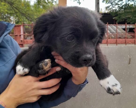 Ballamber ! 1/2 Transportpate Fr. Fritzsche/1/2 Transportpate gesucht! –> 10/2023