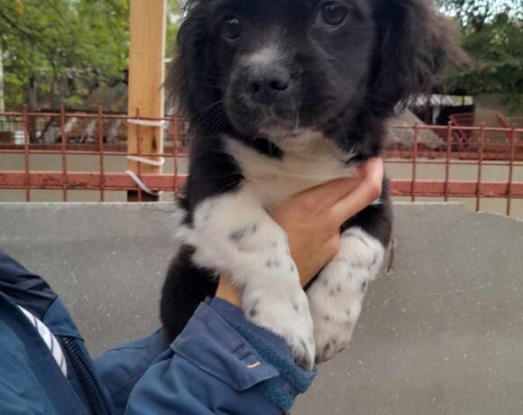 Bendeguz 2 ! 1/2 Transportpaten gesucht/Danke Fr. Bosold für 1/2 Trapopatenschaft :-* ! –> 10/2023